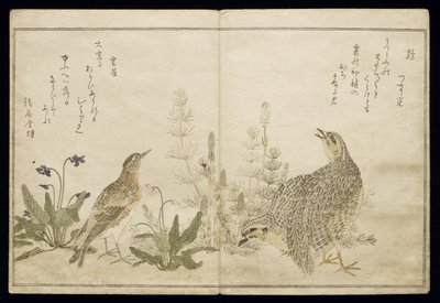 Pair of Quail and grasses on the right and a Skylark amid grasses on the left, from an album 